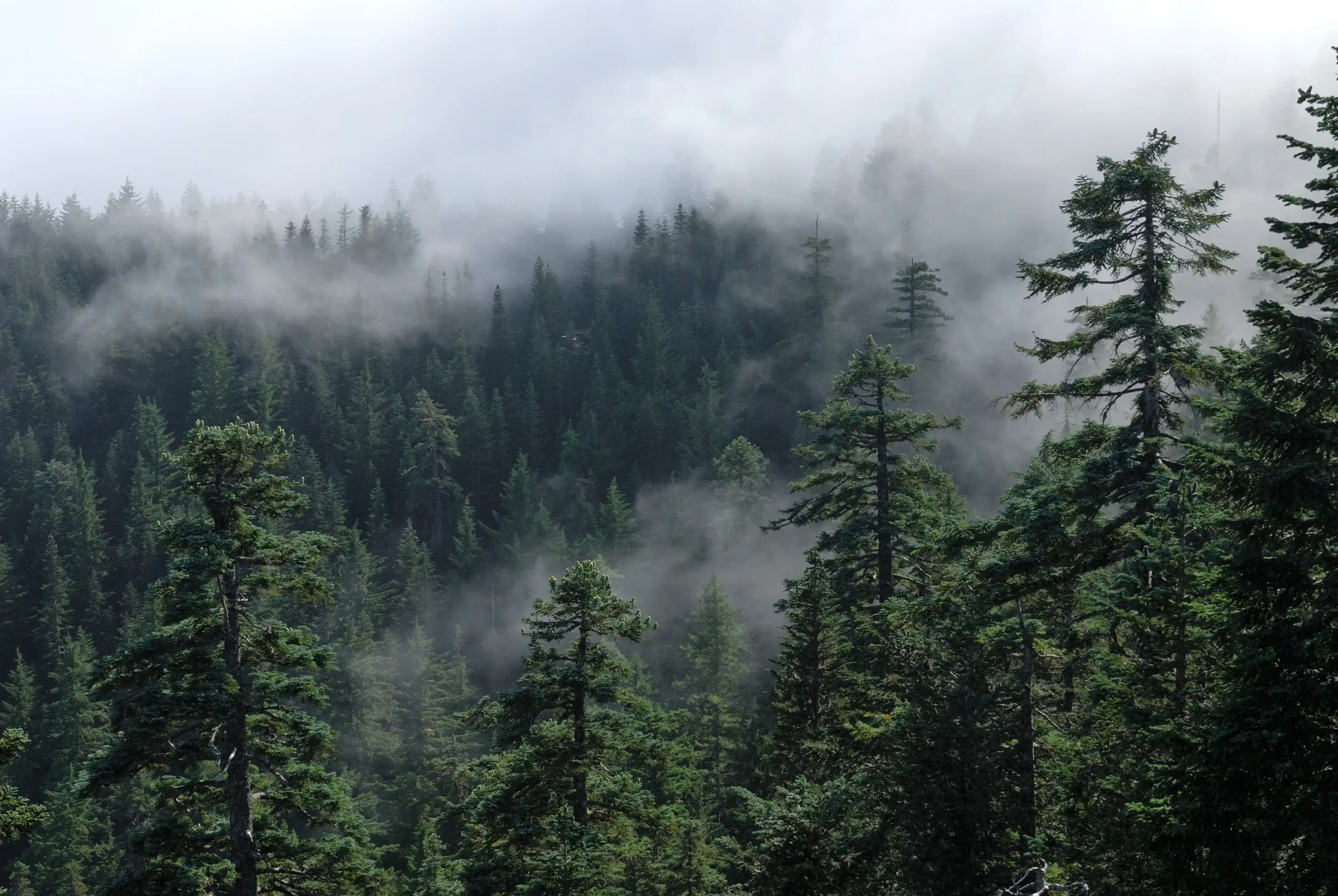 Aerial photo of an evergreen forest with fog floating amongst the treetops