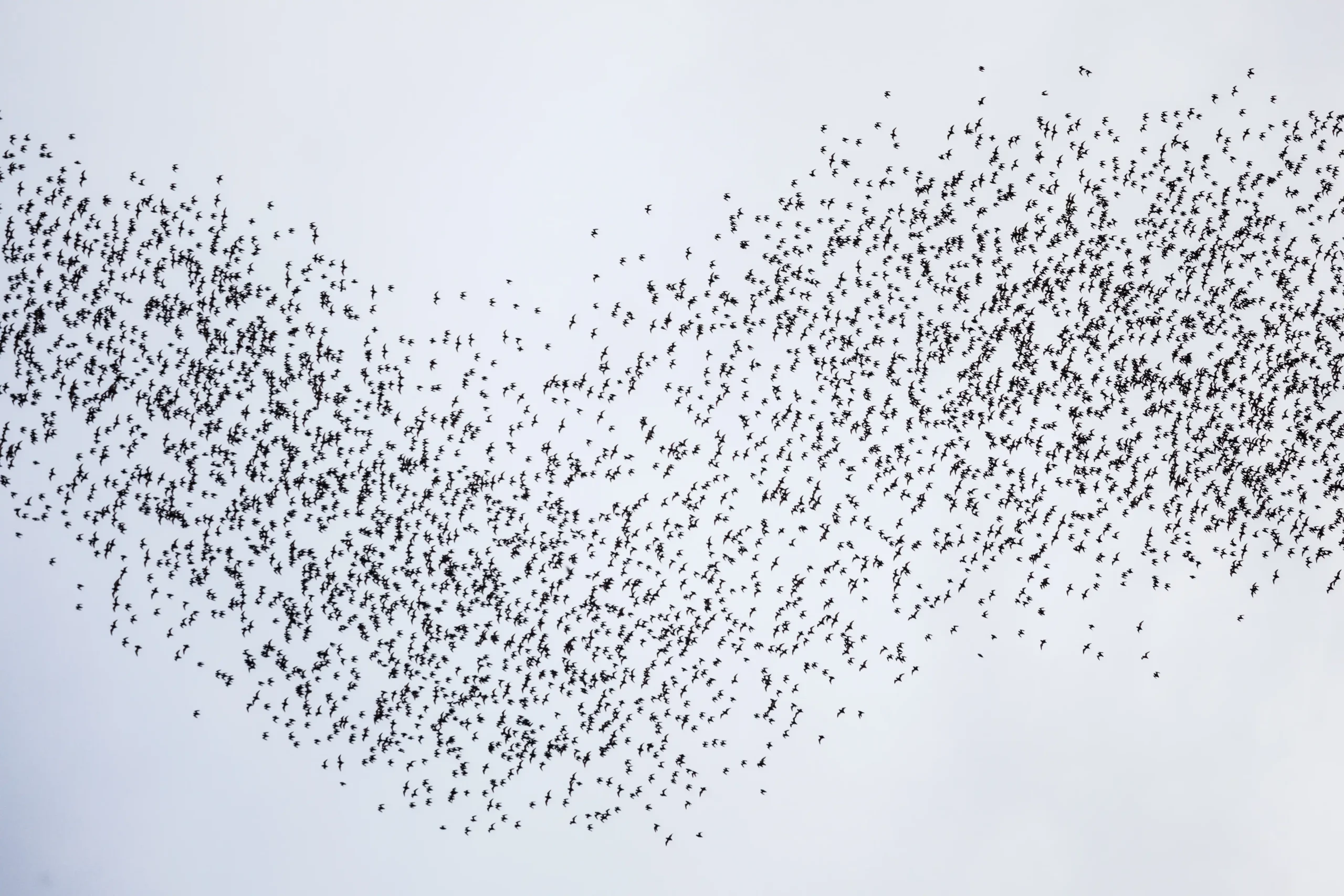 Swarm of bird in daytime sky