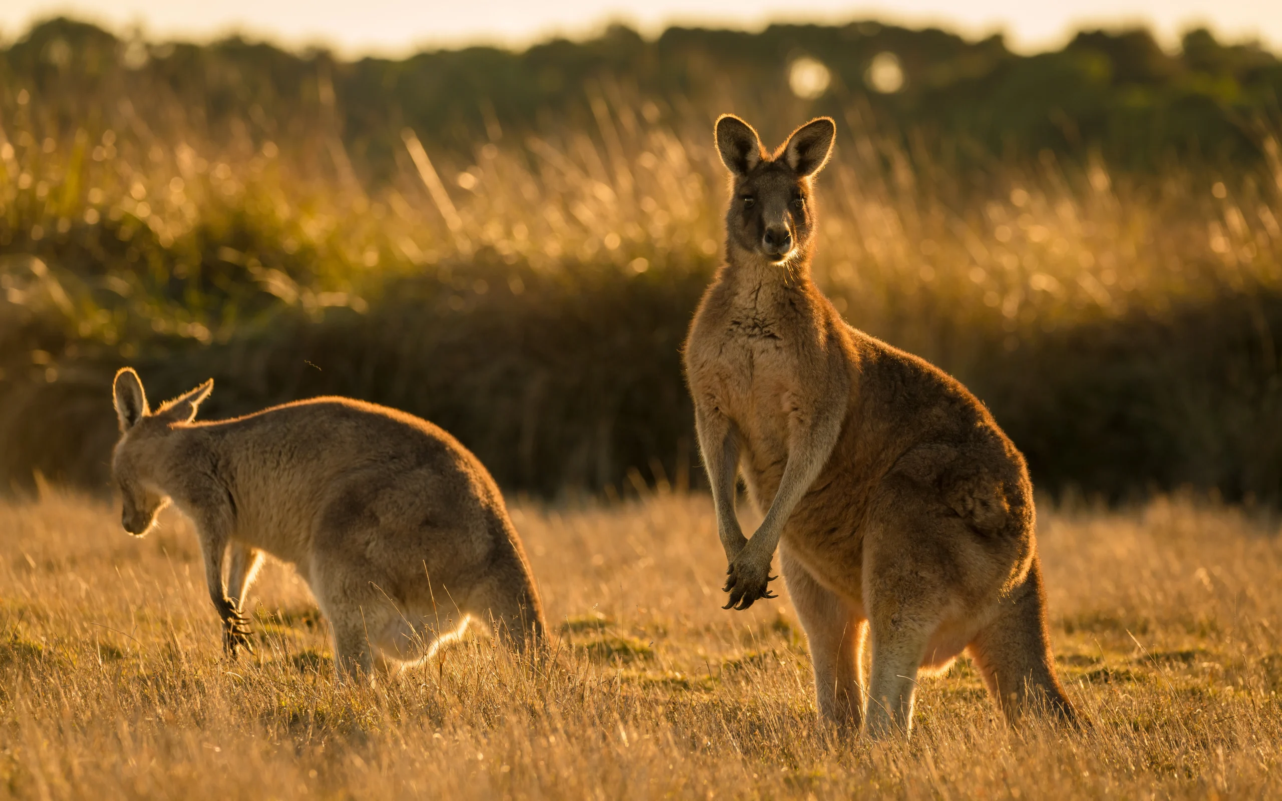 ServiceNow SPM Australia Release: AI Project Reporting